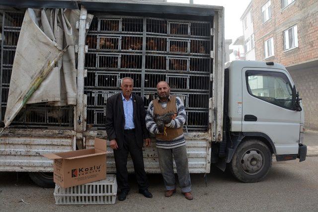 Kabadüz Ziraat Odası çiftçilere tavuk dağıttı