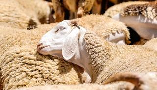 Kırsalda bereket k&uuml;&ccedil;&uuml;kbaşa destek projesinde başvurular başladı