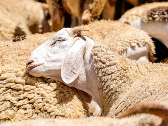 Kırsalda bereket k&uuml;&ccedil;&uuml;kbaşa destek projesinde başvurular başladı