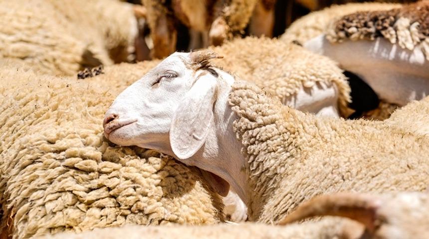 Kırsalda bereket k&uuml;&ccedil;&uuml;kbaşa destek projesinde başvurular başladı