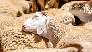 Kırsalda bereket küçükbaşa destek projesinde başvurular başladı