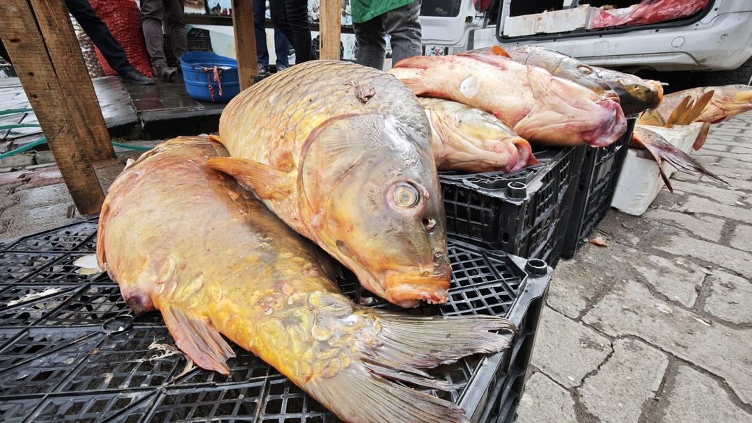 Dev boyutuyla ilgi odağı oldu! Kilosu 200 lira: Omega 3 bombası 3