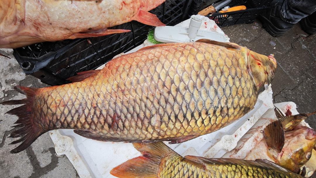 Dev boyutuyla ilgi odağı oldu! Kilosu 200 lira: Omega 3 bombası 5