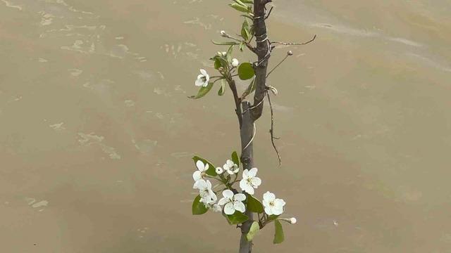 Bursa&rsquo;da y&uuml;zlerce d&ouml;n&uuml;m şeftali ve armut bah&ccedil;esi su altında 4