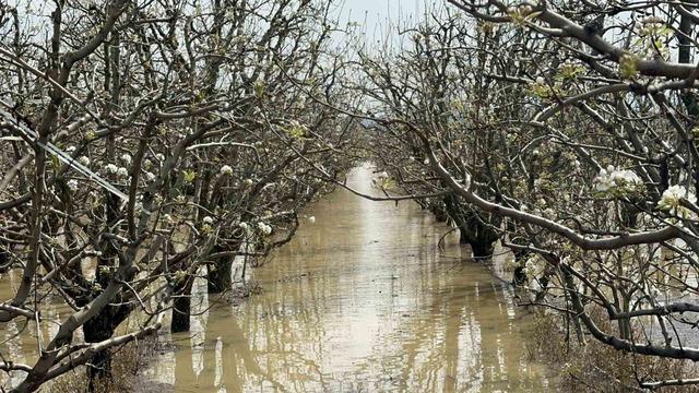 Bursa&rsquo;da y&uuml;zlerce d&ouml;n&uuml;m şeftali ve armut bah&ccedil;esi su altında 1