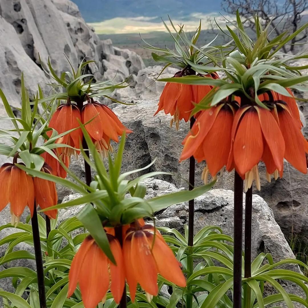 Koparana 700 bin lira ceza kesilecek! Bu &ccedil;i&ccedil;ek yılda sadece 20 g&uuml;n yaşayabiliyor 1