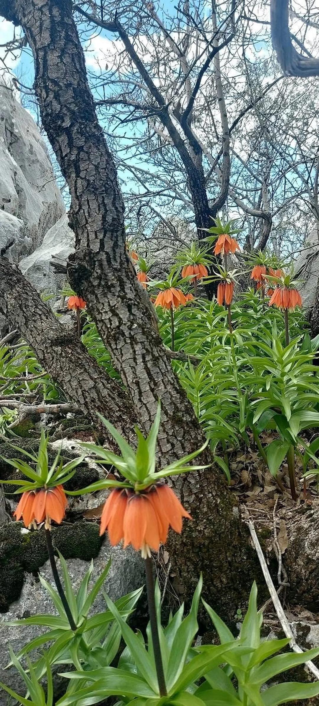Koparana 700 bin lira ceza kesilecek! Bu &ccedil;i&ccedil;ek yılda sadece 20 g&uuml;n yaşayabiliyor 3