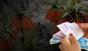 Koparana 700 bin lira ceza kesilecek! Bu &ccedil;i&ccedil;ek yılda sadece 20 g&uuml;n yaşayabiliyor