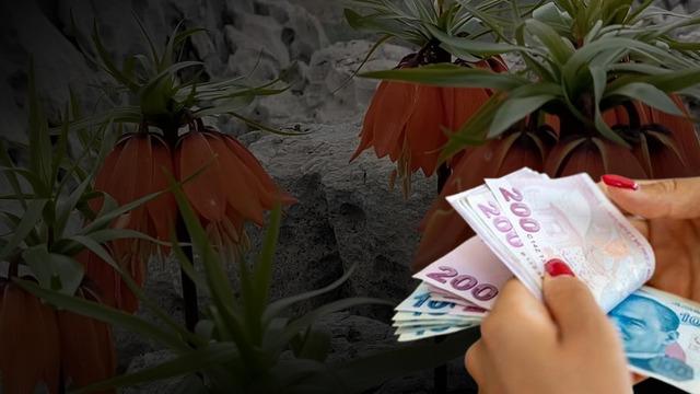 Koparana 700 bin lira ceza kesilecek! Bu çiçek yılda sadece 20 gün yaşayabiliyor