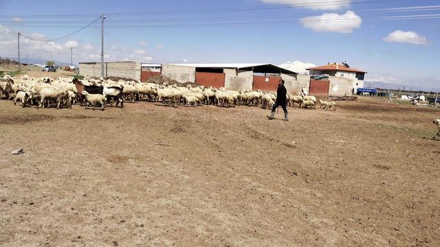 80 bin lira maaş var ama &ccedil;oban yok, G&ouml;rsel 3