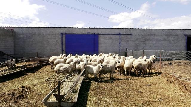 80 bin lira maaş var ama &ccedil;oban yok, G&ouml;rsel 2