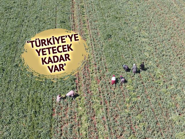 'Beyaz altın' deniyor: Korku ortadan kalktı, beklenti arttı