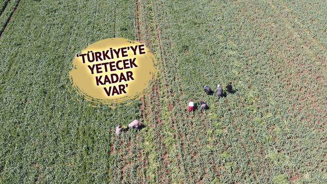 'Beyaz altın' deniyor: Korku ortadan kalktı, beklenti arttı