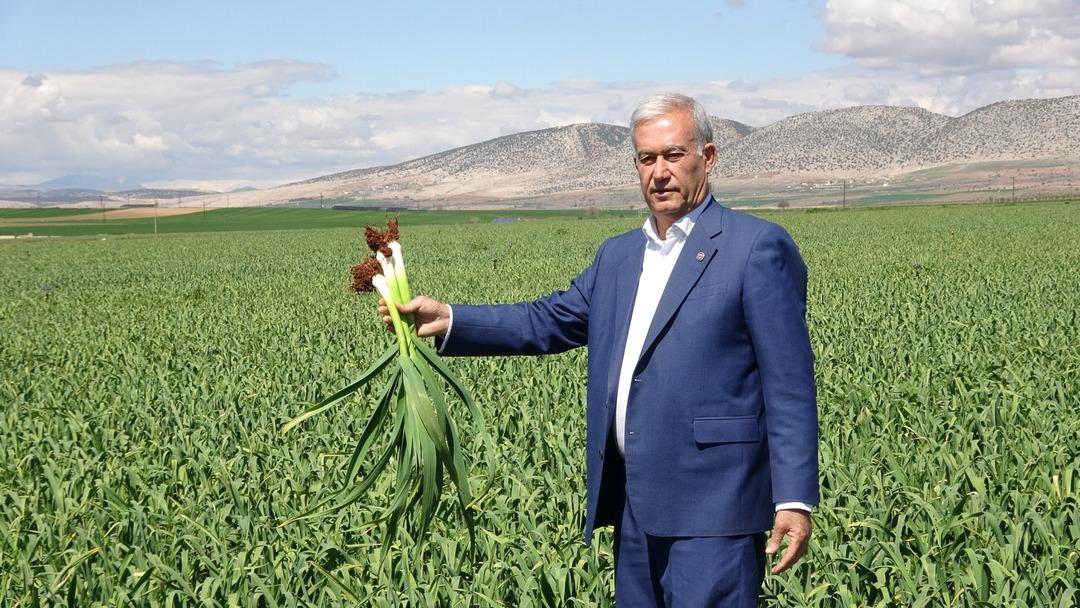  Beyaz altın  deniyor: Korku ortadan kalktı, beklenti arttı 1