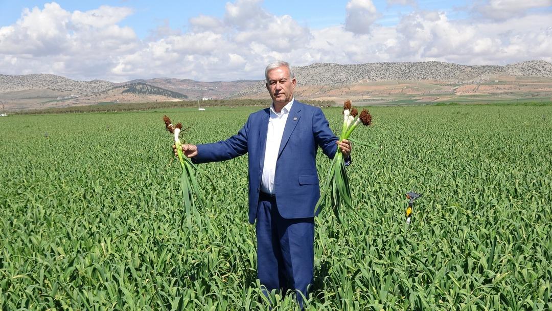  Beyaz altın  deniyor: Korku ortadan kalktı, beklenti arttı 2