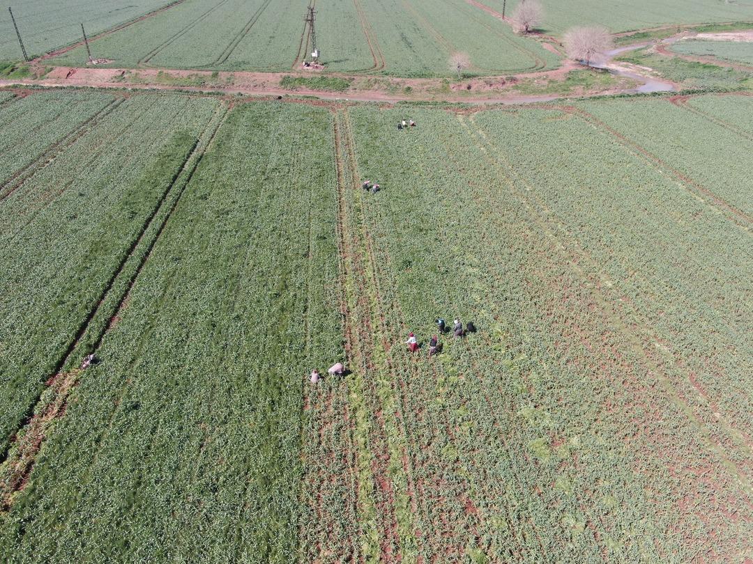  Beyaz altın  deniyor: Korku ortadan kalktı, beklenti arttı 4