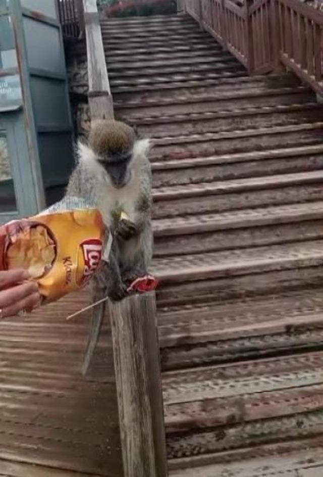 Firari maymun Denizli turuna &ccedil;ıktı 3