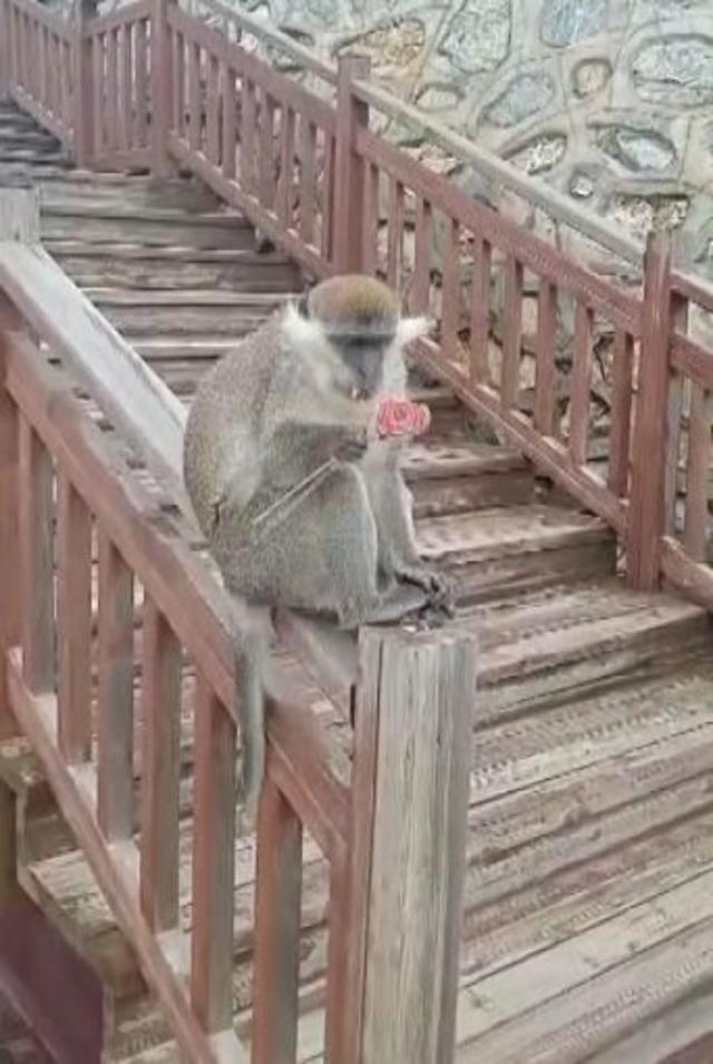 Firari maymun Denizli turuna &ccedil;ıktı 2