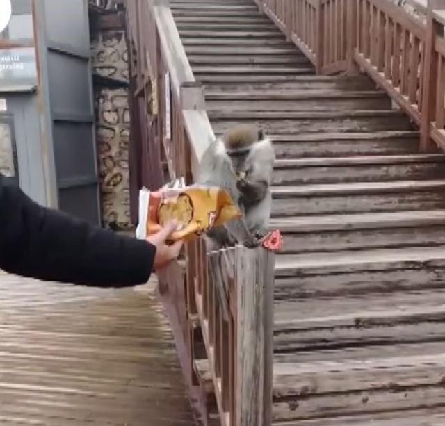 Firari maymun Denizli turuna &ccedil;ıktı 1