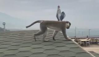 Firari maymun Denizli turuna &ccedil;ıktı