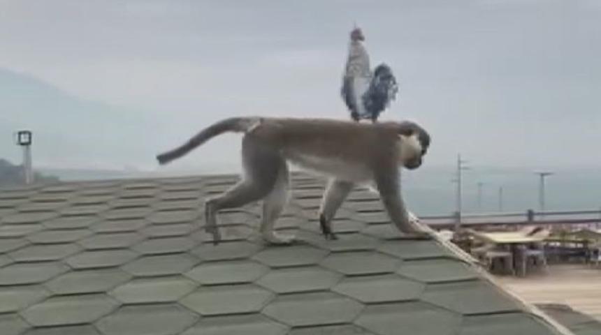 Firari maymun Denizli turuna &ccedil;ıktı