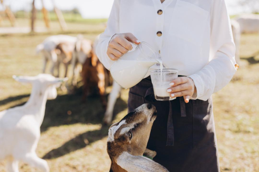 En sağlıklı s&uuml;t t&uuml;r&uuml; a&ccedil;ıklandı: Manda s&uuml;t&uuml;n&uuml; tahtından etti!  2