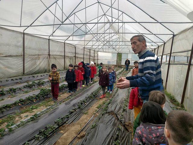 Anaokulu öğrencileri çilek fidesi dikti