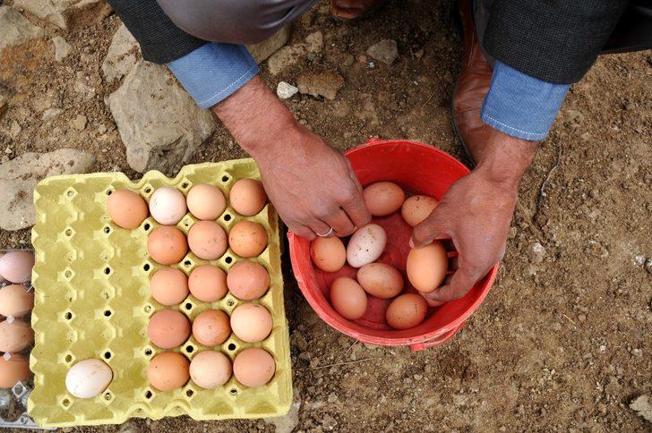 Gezen tavuk çiftliği kurdu! Şimdi talebe yetişemiyor G1