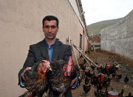 Gezen tavuk çiftliği kurdu! Şimdi talebe yetişemiyor