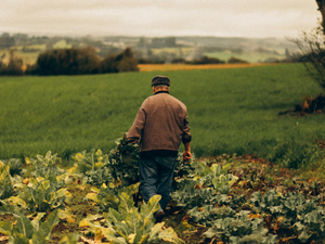 G&uuml;brede g&uuml;mr&uuml;k vergileri sıfırlandı