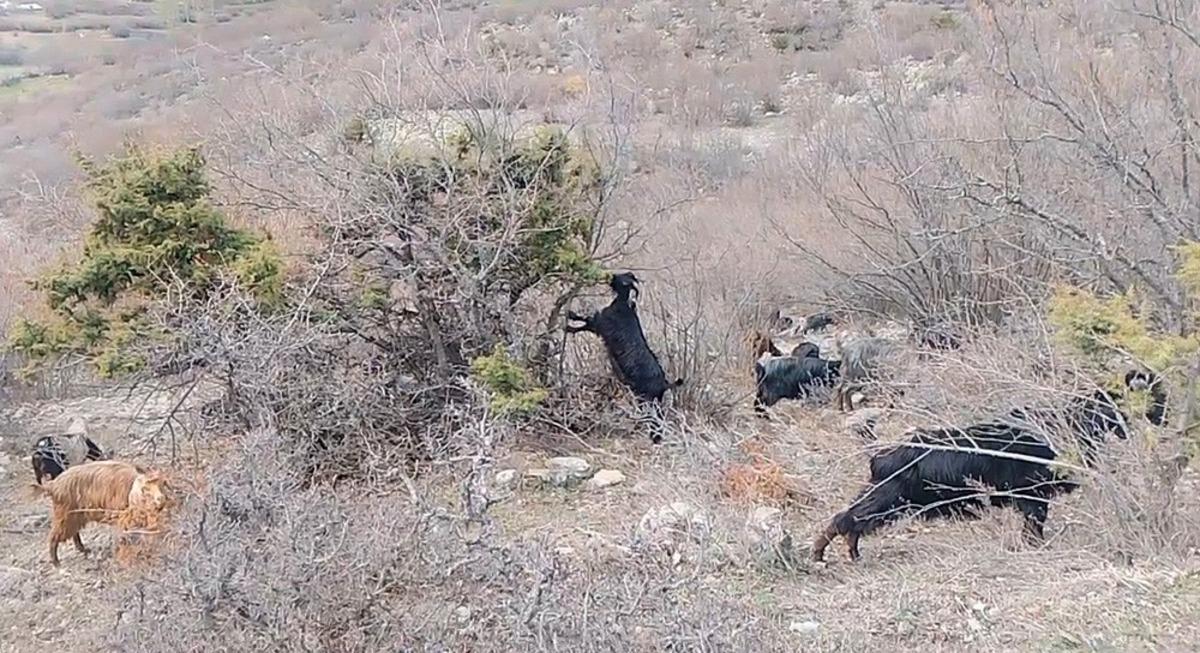 Kışın t&uuml;rk&uuml;leriyle ısınan &ccedil;oban, baharı da t&uuml;rk&uuml;yle karşıladı 2