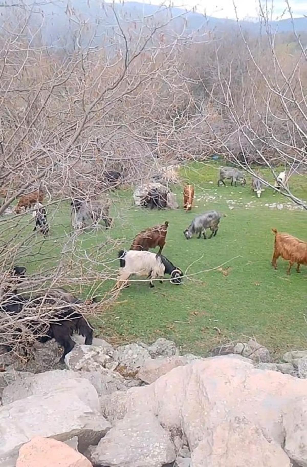 Kışın t&uuml;rk&uuml;leriyle ısınan &ccedil;oban, baharı da t&uuml;rk&uuml;yle karşıladı 4