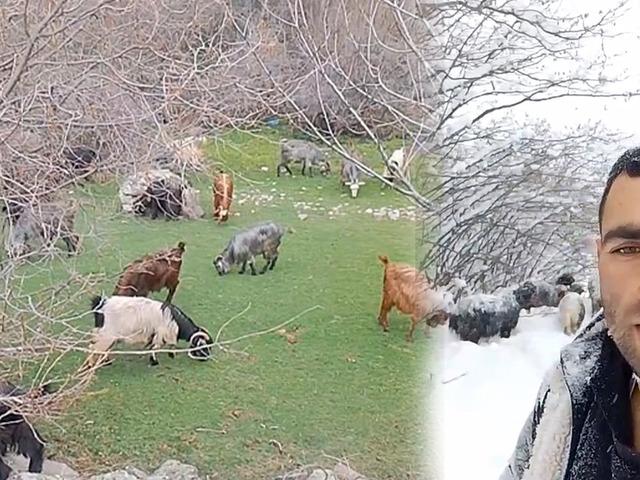 Kışın t&uuml;rk&uuml;leriyle ısınan &ccedil;oban, baharı karşıladı