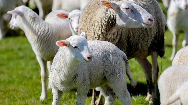 100 k&uuml;&ccedil;&uuml;kbaş hayvan desteği! Başvurular başladı, şartlar belli oldu