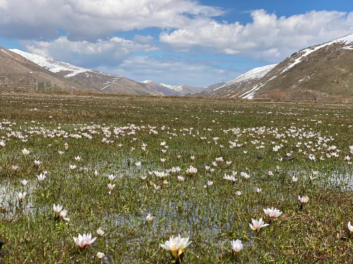 Yer: Bitlis...  Baharın habercisi  &ccedil;iğdemler arazileri renklendirdi 1