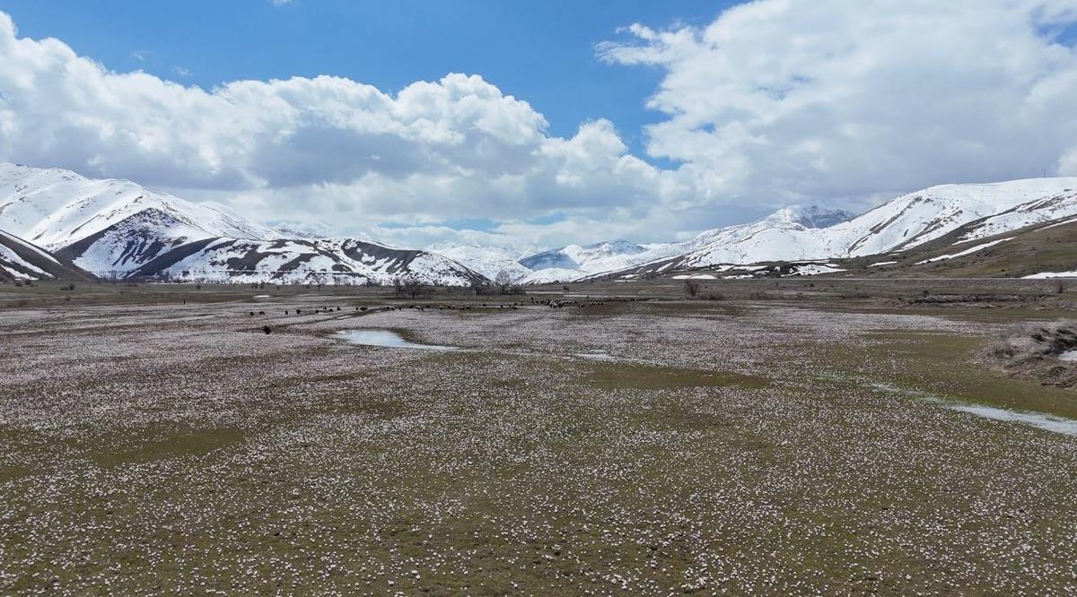Yer: Bitlis...  Baharın habercisi  &ccedil;iğdemler arazileri renklendirdi 2