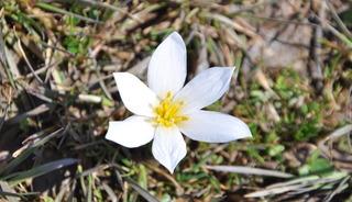 Bitlis'te 'Baharın habercisi' &ccedil;iğdemler arazileri renklendirdi