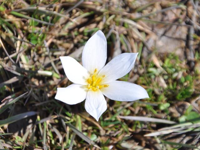 Bitlis'te 'Baharın habercisi' &ccedil;iğdemler arazileri renklendirdi