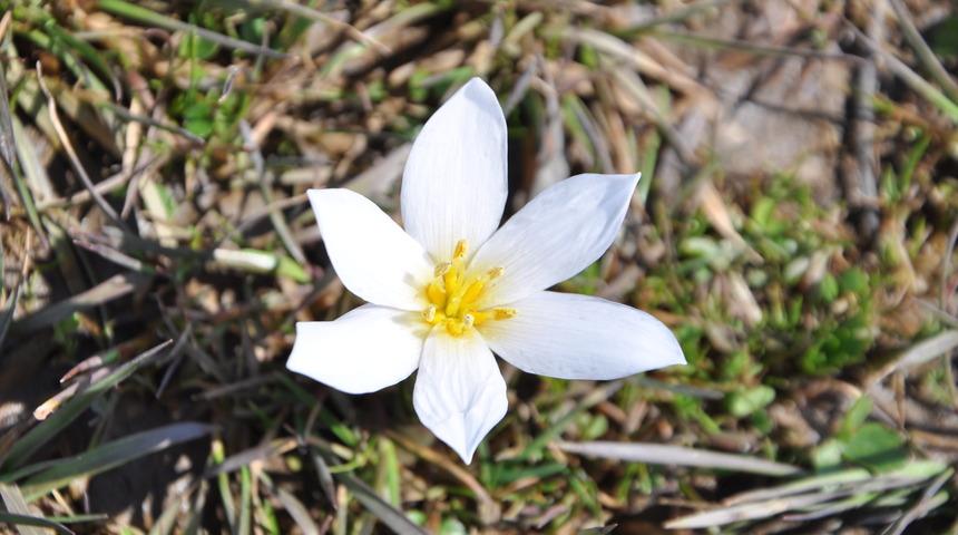 Yer: Bitlis... 'Baharın habercisi' &ccedil;iğdemler arazileri renklendirdi