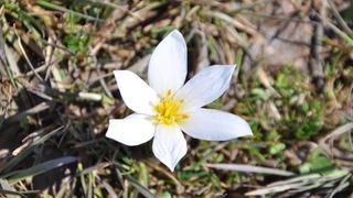Yer: Bitlis... 'Baharın habercisi' çiğdemler arazileri renklendirdi
