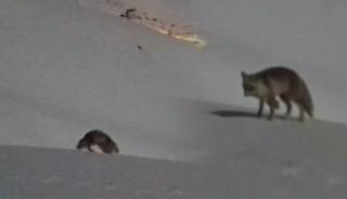 Hakkari&rsquo;de iki tilkinin oyunu g&ouml;renleri hayran bıraktı