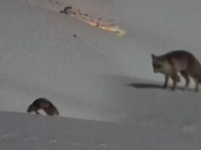 Hakkari&rsquo;de iki tilkinin oyunu g&ouml;renleri hayran bıraktı