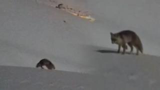 Hakkari’de iki tilkinin oyunu görenleri hayran bıraktı