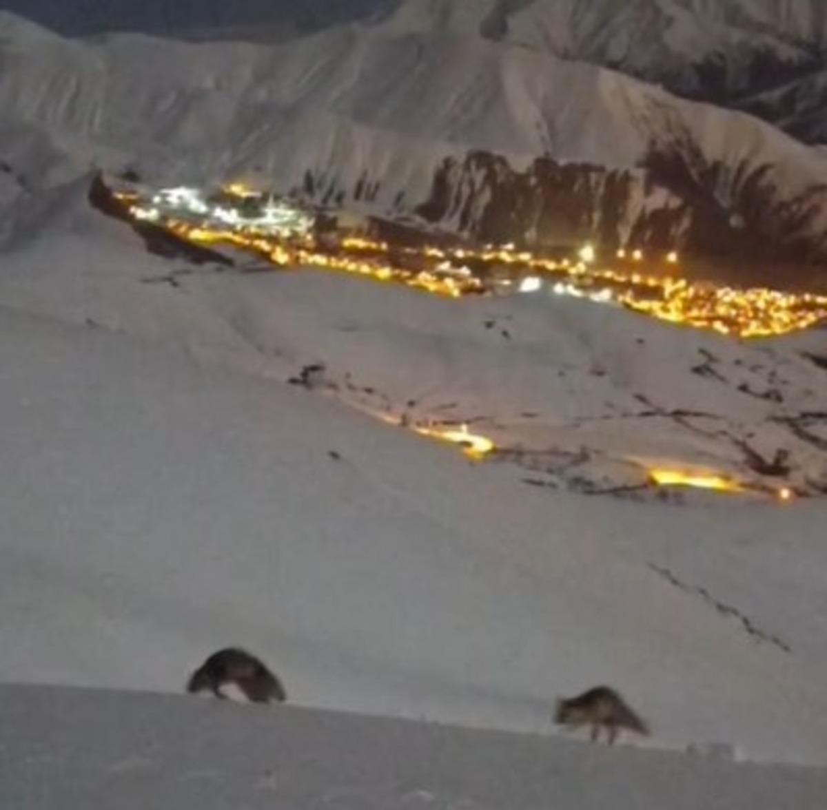 Hakkari&rsquo;de iki tilkinin oyunu g&ouml;renleri hayran bıraktı 1