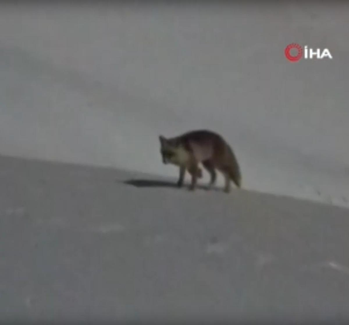 Hakkari&rsquo;de iki tilkinin oyunu g&ouml;renleri hayran bıraktı 2