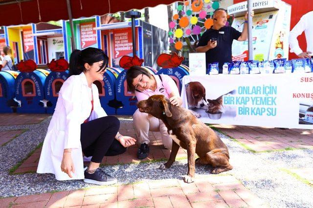 Manavgat’ta sokak kedilerine ev