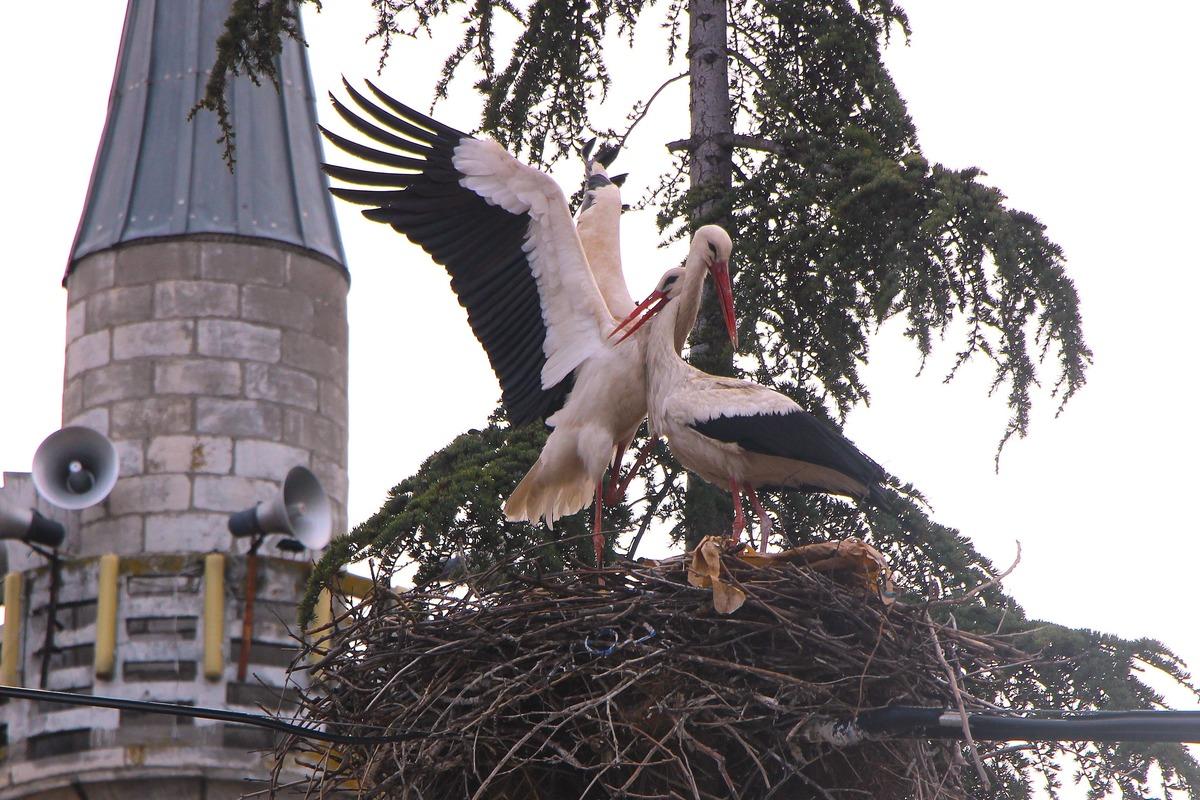 Bu k&ouml;y leyleklere  Saygılı : B&uuml;t&uuml;n elektrik direkleri yuva oldu, tedbirler alındı 2