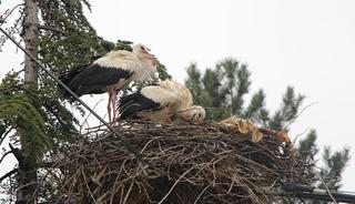 Bu k&ouml;y leyleklere 'Saygılı': Tedbirler alındı!