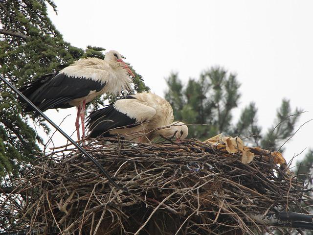 Bu k&ouml;y leyleklere 'Saygılı': Tedbirler alındı!