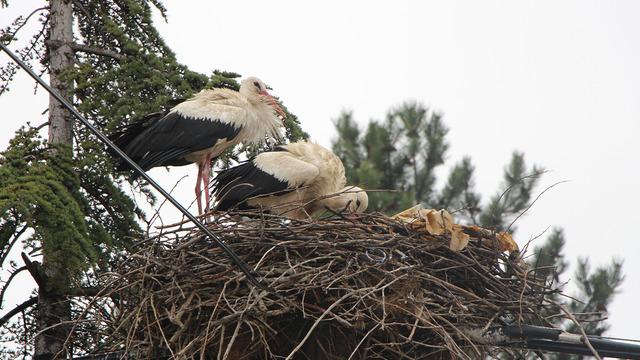 Bu köy leyleklere 'Saygılı': Bütün elektrik direkleri yuva oldu, tedbirler alındı